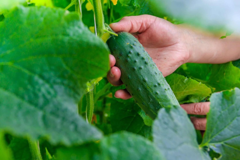 Cucumber