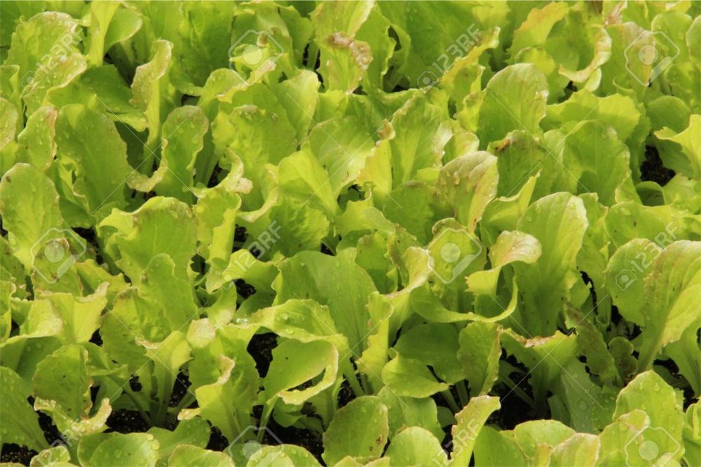 LETTUCE BABY LEAF