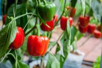 PEPPER BELL BOY RED