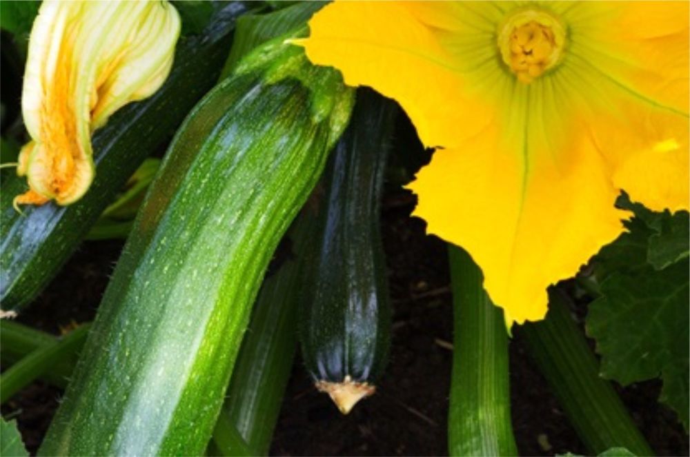 COURGETTE
