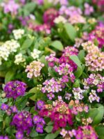 ALYSSUM EASTER BONNET