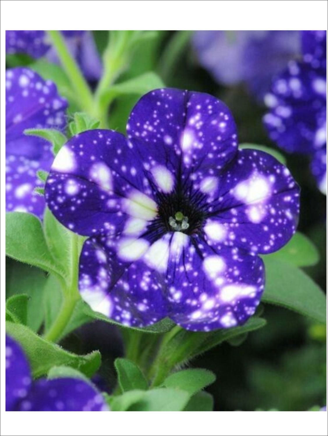 Петуния фиолетовый леопард. Петуния ALPETUNIA Blueberry. Петуния nightsky. Петуния Млечный путь Вайолет. Петуния Найт Скай.