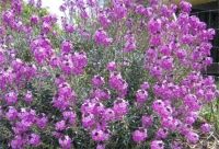 ERYSIMUM BOWLES'S MAUVE