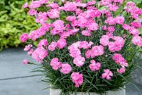 DIANTHUS DINETTA PINK