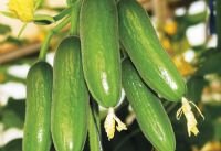 CUCUMBER MINI