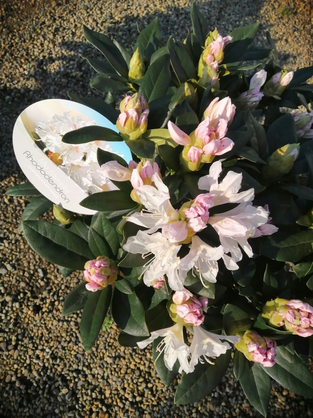 RHODODENDRON CUNNIGHAMS WHITE
