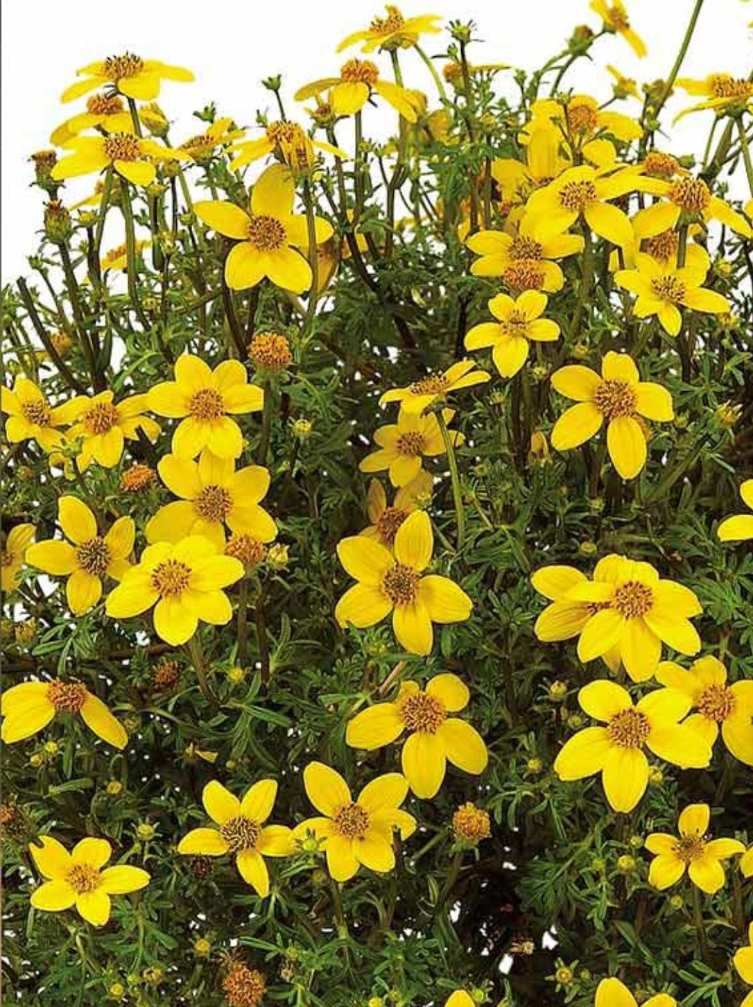 BIDENS GOLDITA