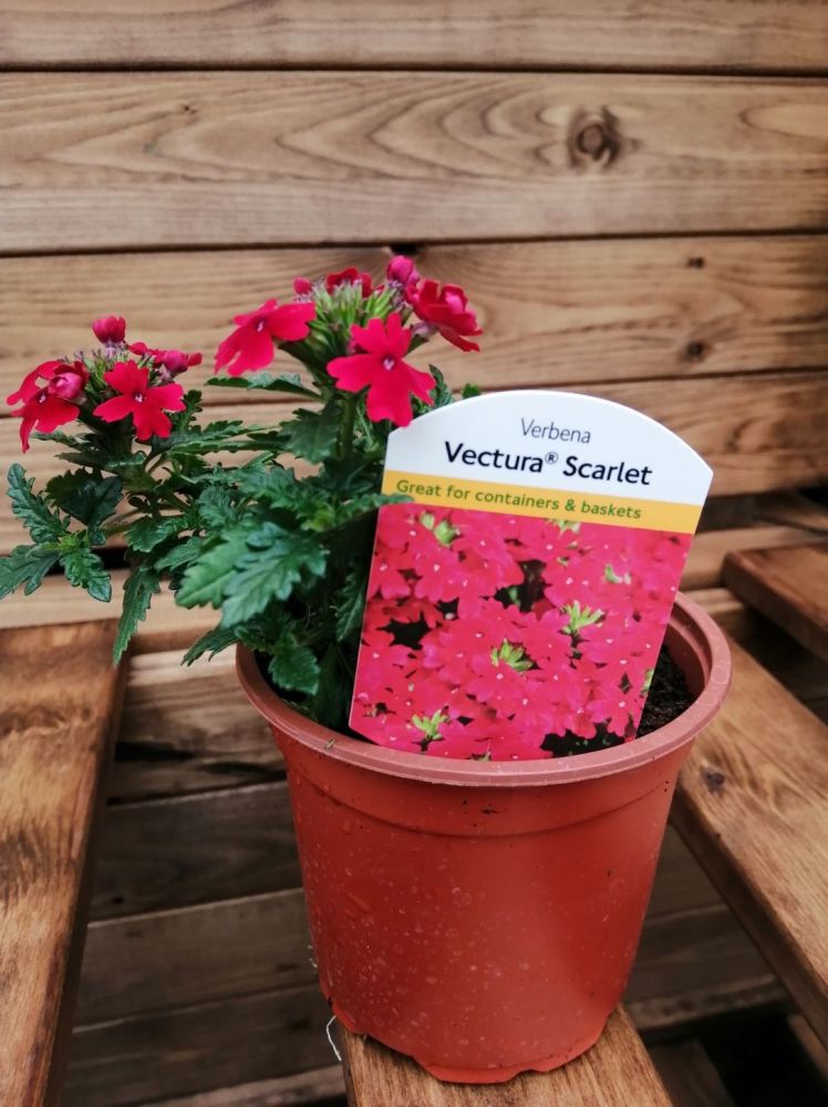 VERBENA VECTURE SCARLET