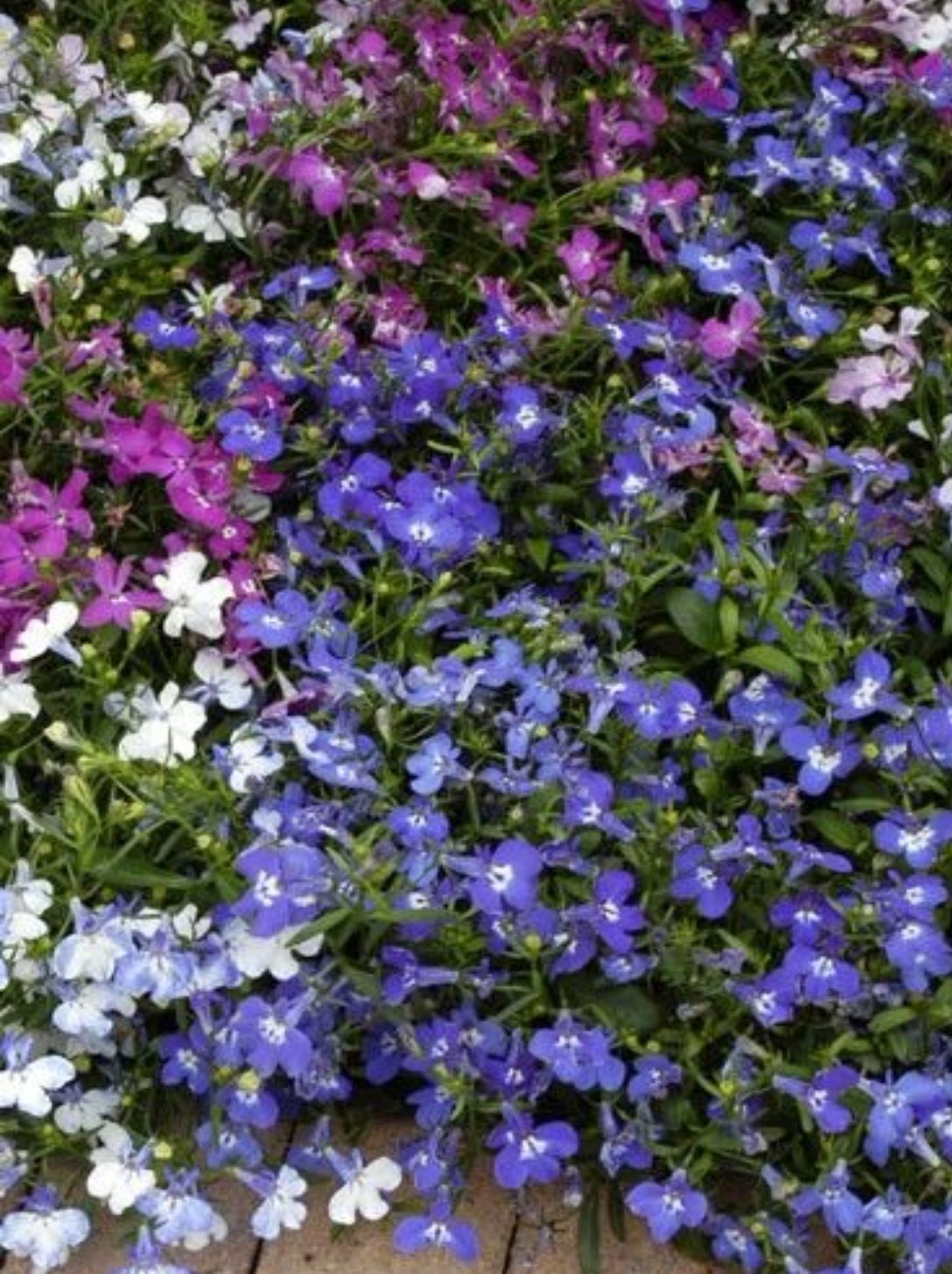 Lobelia Compact Mixed | Flowers & Plants | Drinagh Garden Centre