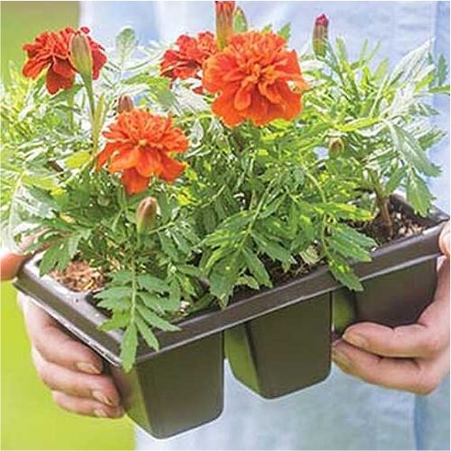 Bedding Packs Flowers & Plants Drinagh Garden Centre Page 2