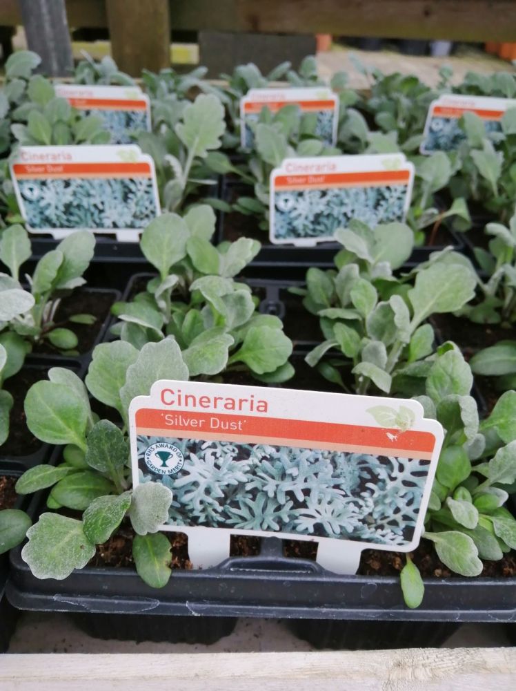 CINERARIA SILVER DUST 6 PACK