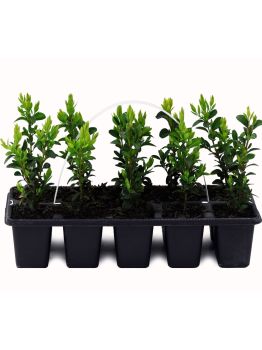 BUXUS SEMPREVIRENS 10 PACK 