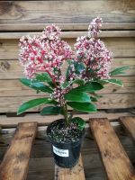 SKIMMA JAPONICA