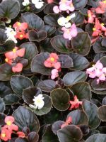BEGONIA DARK LEAF MIX 6 pack