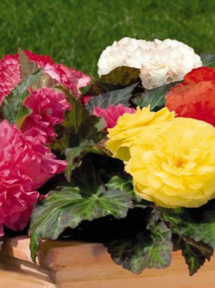 BEGONIA NON STOP MIX 4 PACK