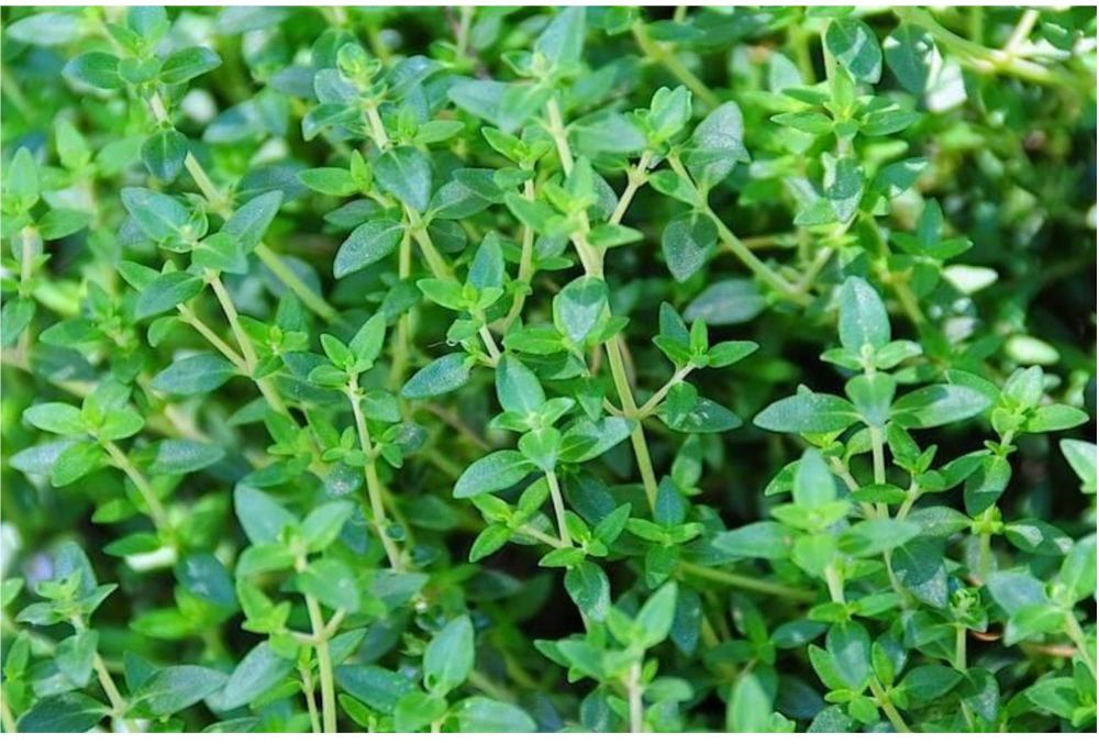 ITALIAN THYME FAUSTINI