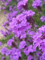 VERBENA RIGIDA 2L