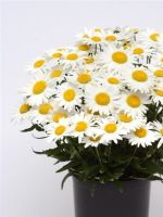 LEUCANTHERMUM MADONNA 2L