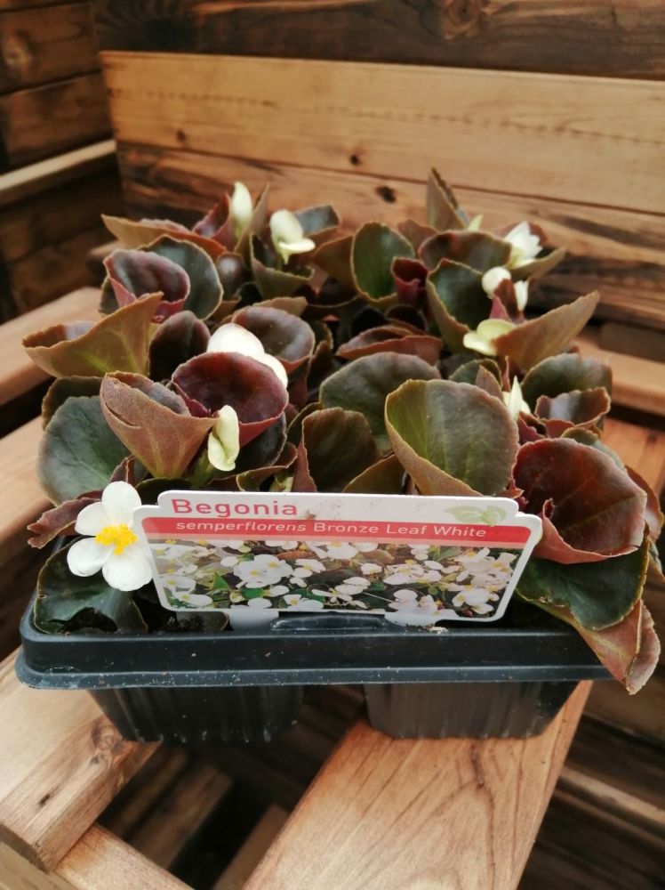 BEGONIA DARK LEAF WHITE 6 PACK