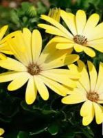 OSTEOSPERMUM ERATO LEMON