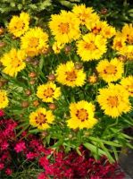 COREOPSIS GRANDIFLORA RISING SUN