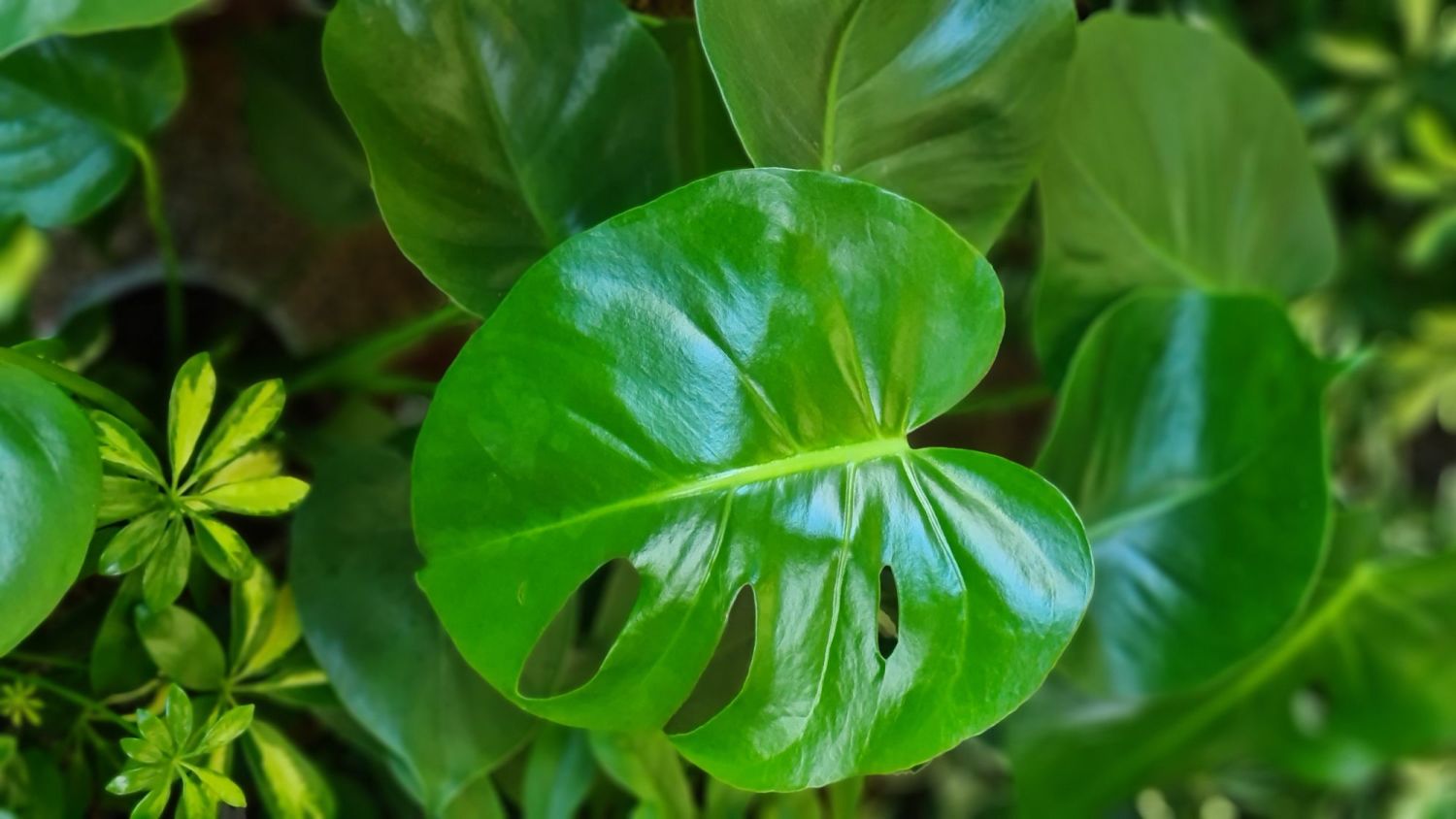 House Plants for Sale , Indoor plants for Your Home