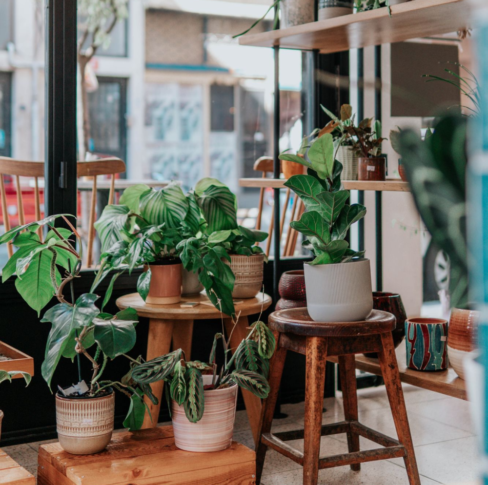 House Plants for SaleIndoor plants On SaleDrinagh Garden Centre