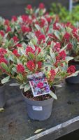Skimmia perosa