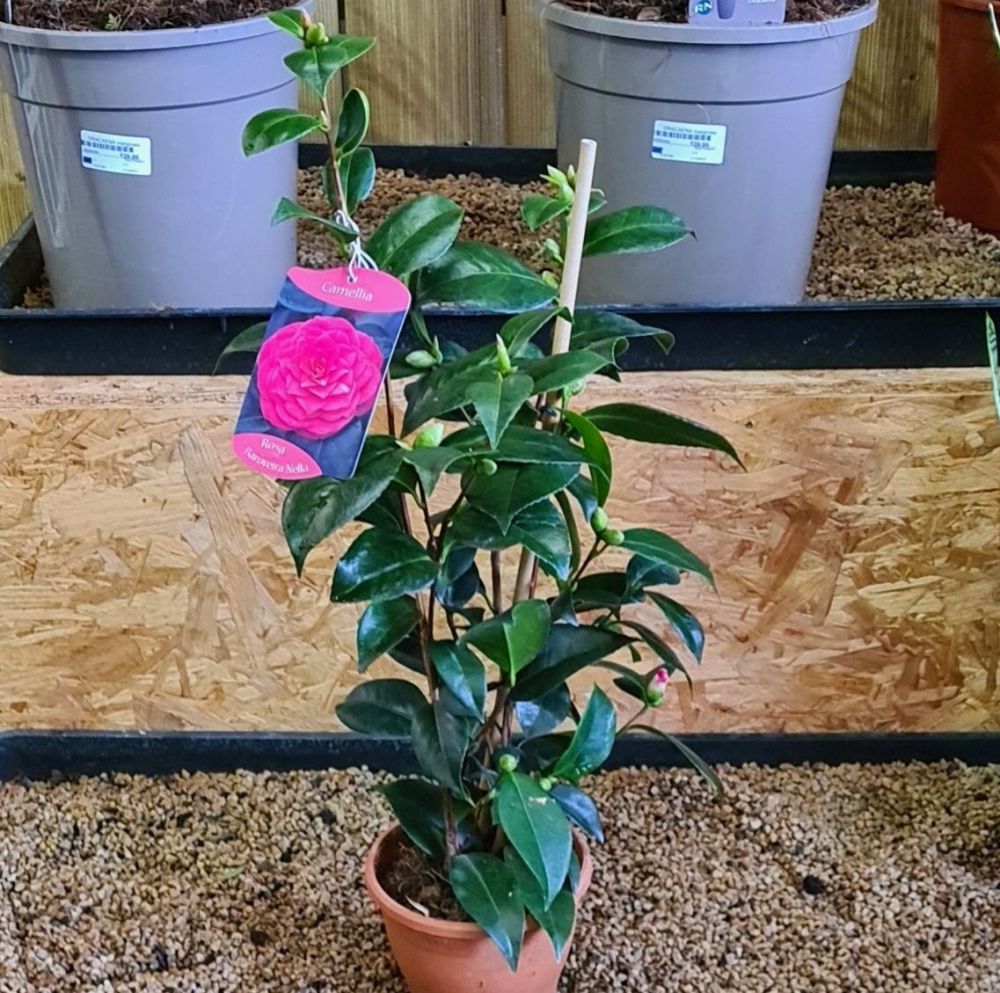 Camellia Rose Baroveira Nella
