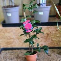 Camellia Princess Bacciotti