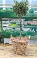 WICKER BASKET PLANTED OLIVE TREE