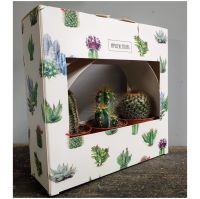 SET OF 3 CACTUSES IN BOX