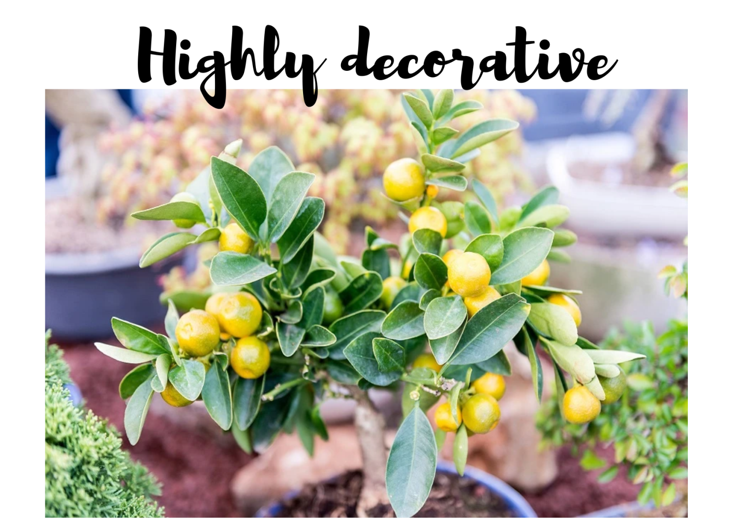 Lemon tree and citrus tree for sale