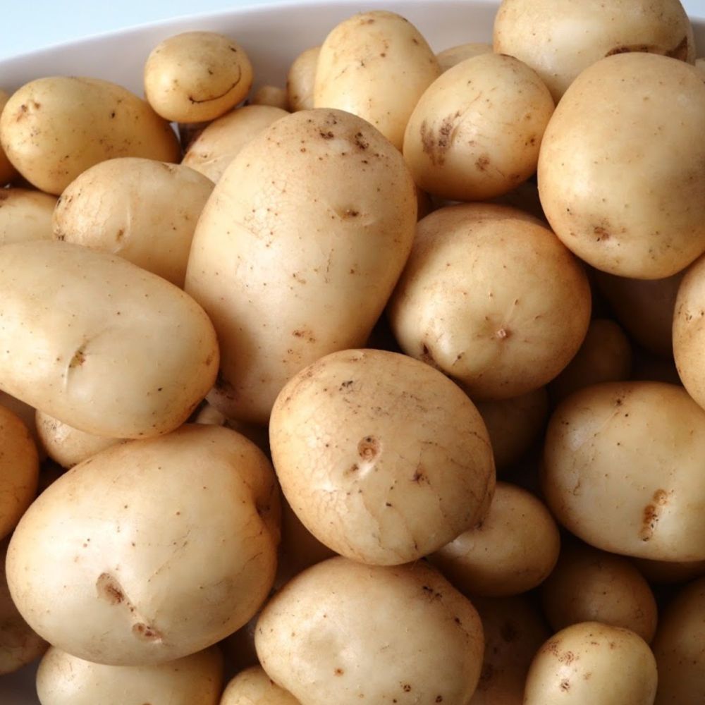 PENTLAND JAVELIN 1st early seed potatoes
