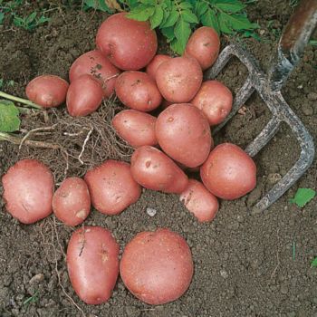 RED DUKE OF YORK 1st early seed potatoes