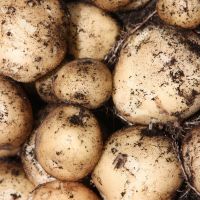 ROCKET 1st early seed potatoes