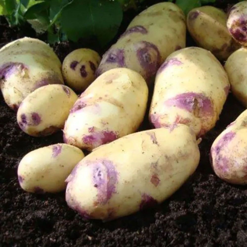 KESTREL second earlies seed potatoes