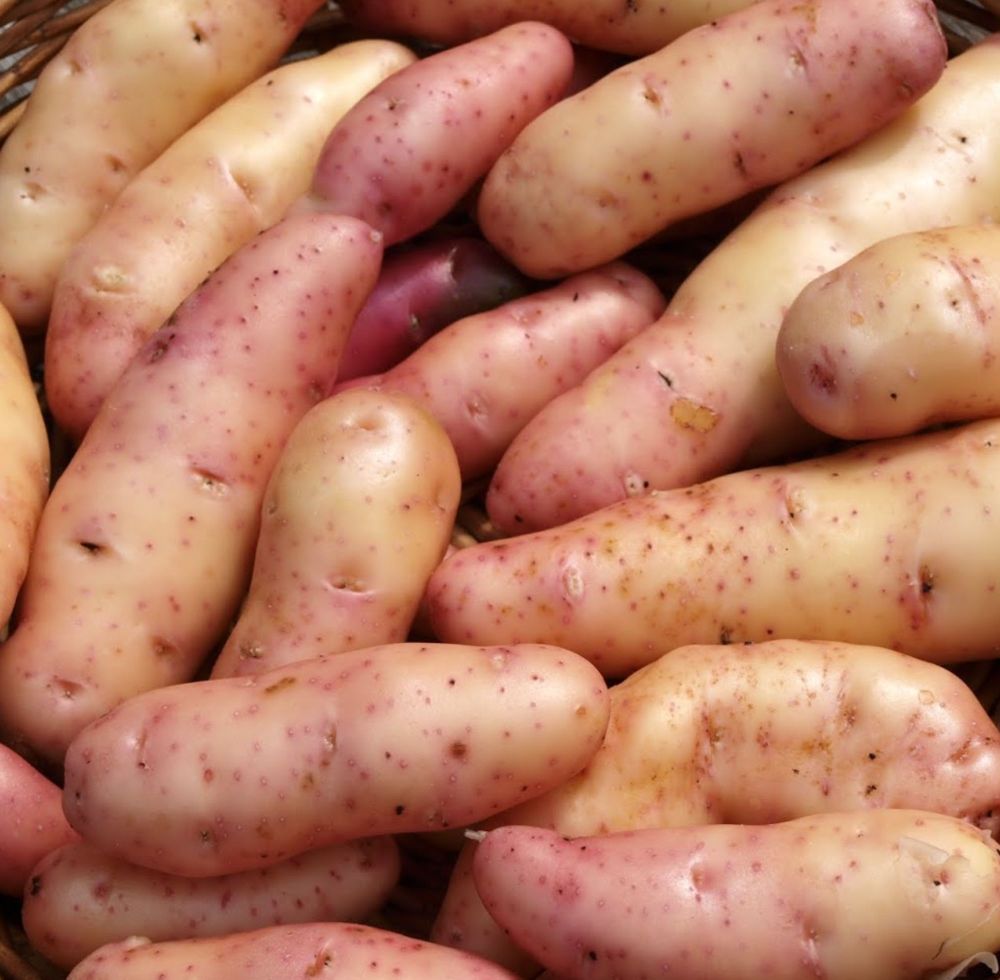 PINK FIR APPLE seed potatoes main crop