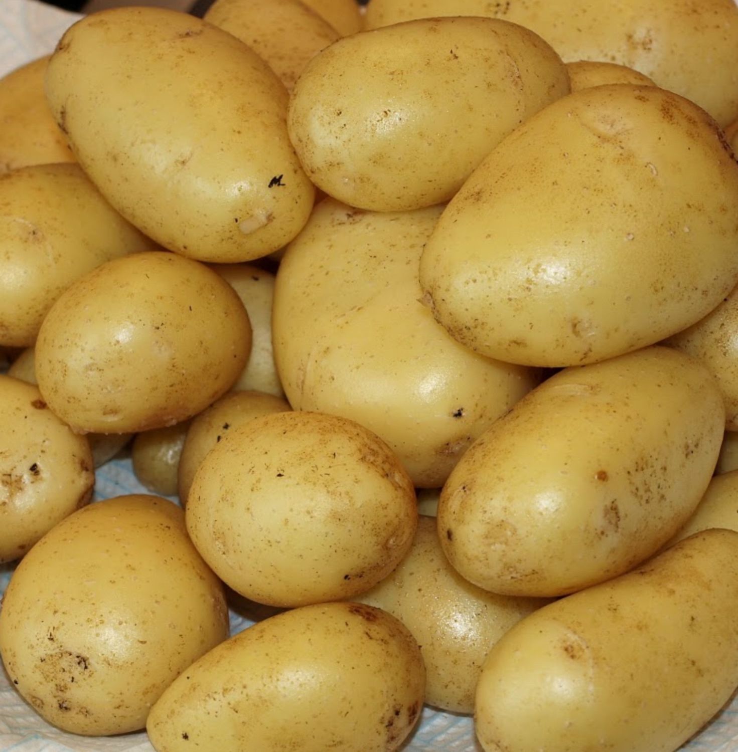 Seed Potatoes for Sale Online_ Drinagh Garde Centre