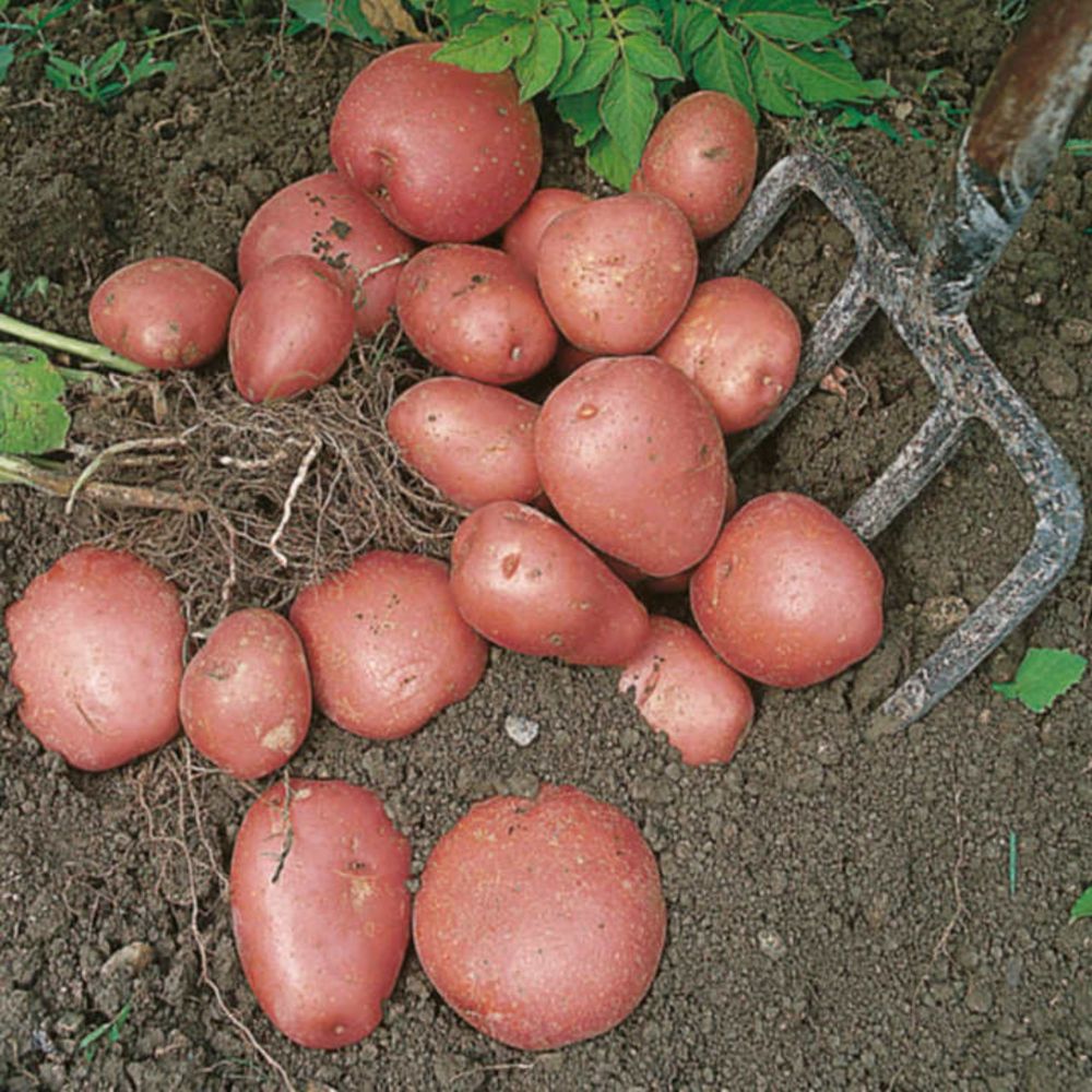 Seed Potatoes for Sale Online_ Drinagh Garde Centre