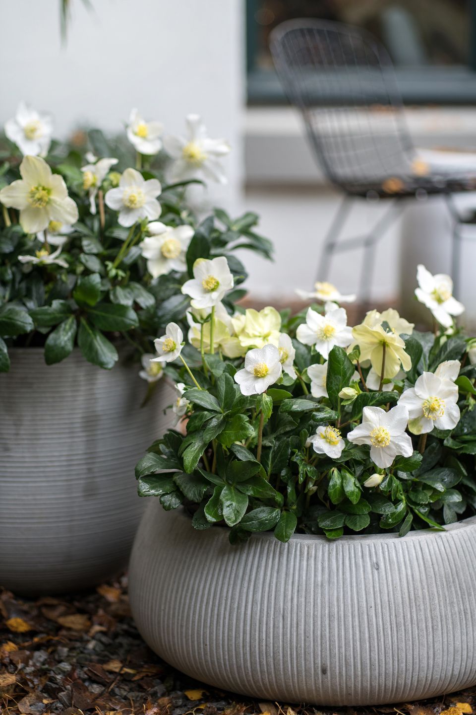 helleborus_3.jpg