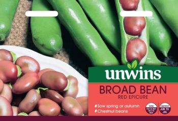 Broad Bean Red Epicure         
