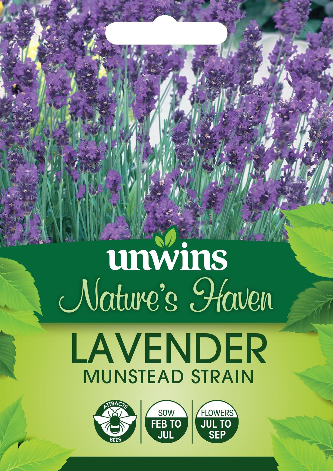 NH Lavender Munstead Strain
