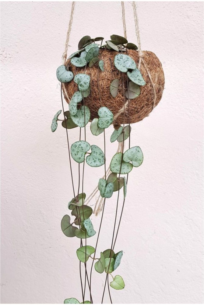 Ceropegia coco  hanging  STRING OF HEARTS