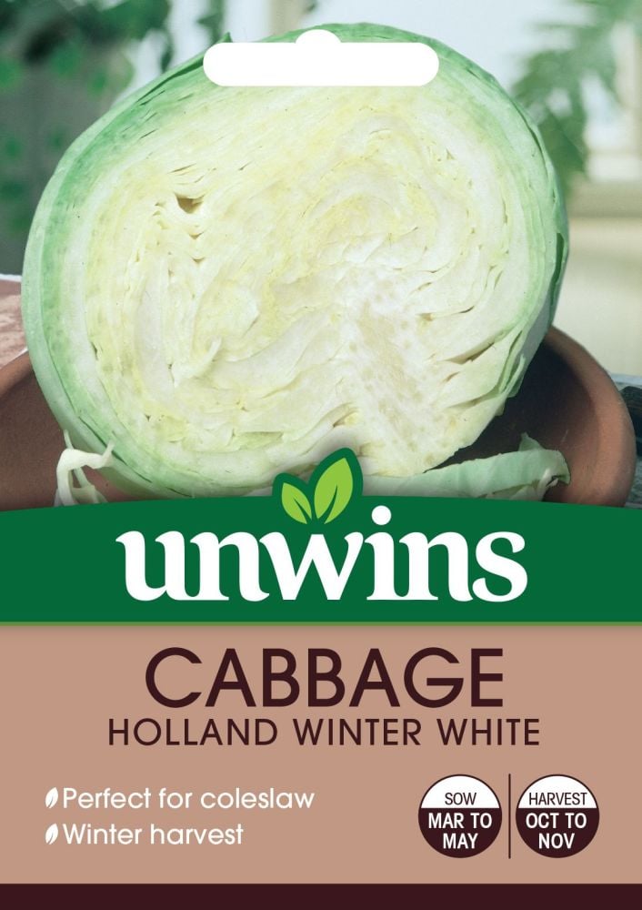 Cabbage (Round) Holland Winter White