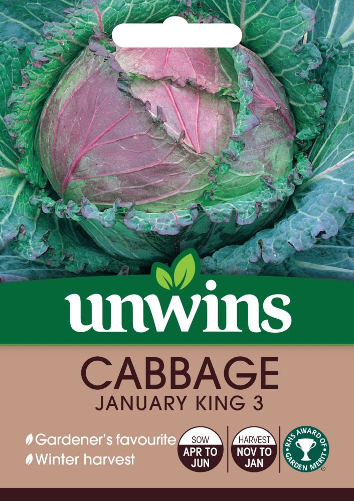 Cabbage (Round) January King 3