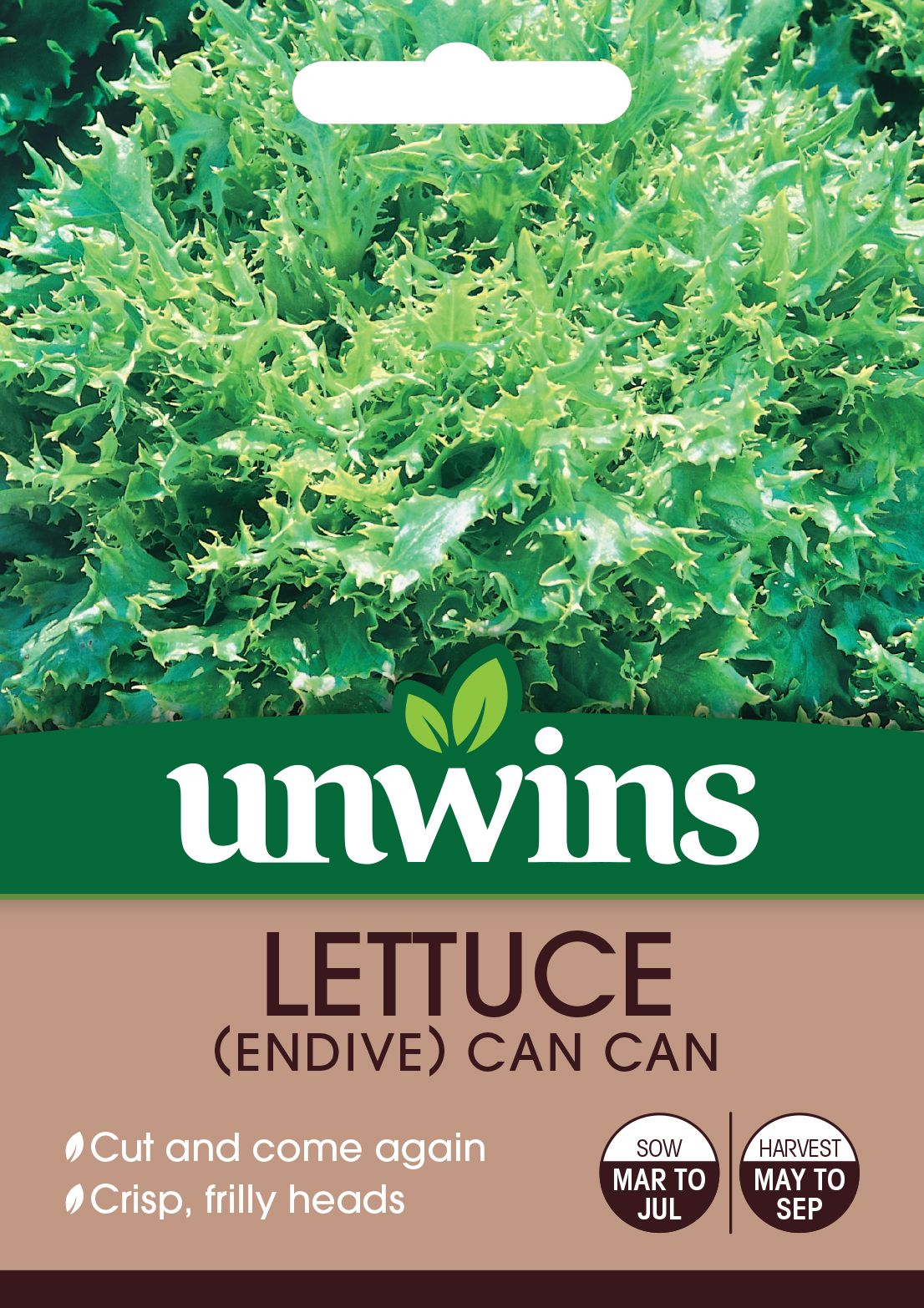 Lettuce (Endive) Can Can
