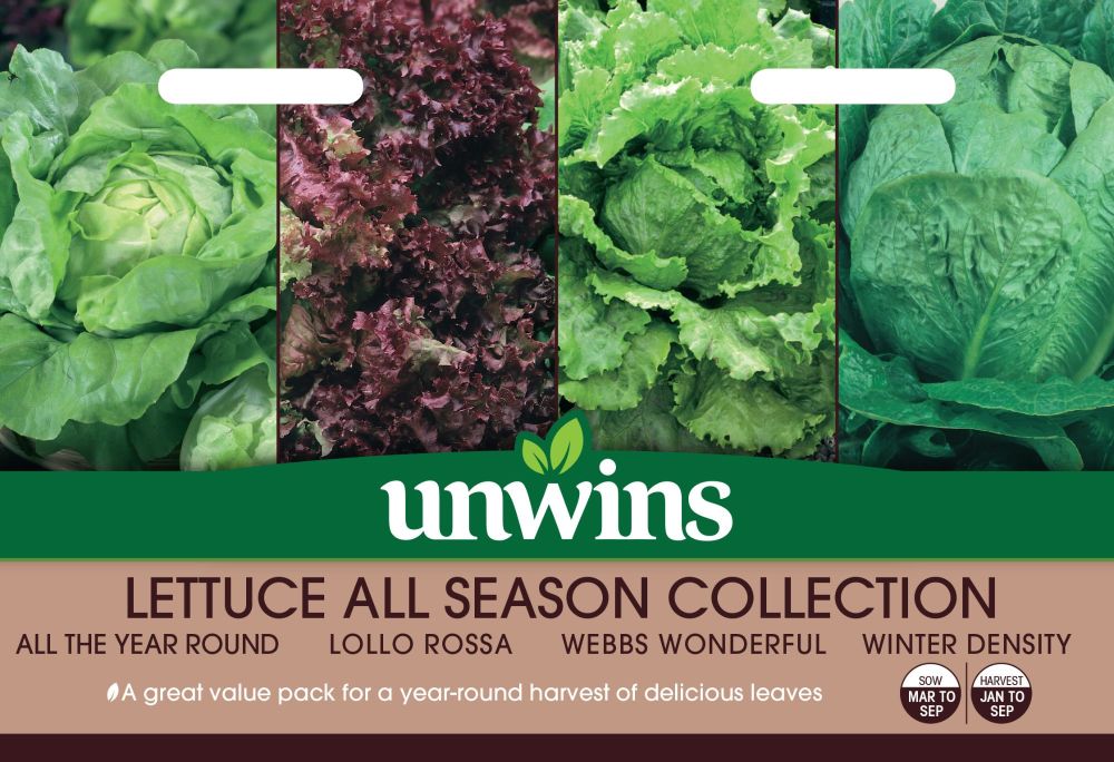 Lettuce All Season Collection Pack