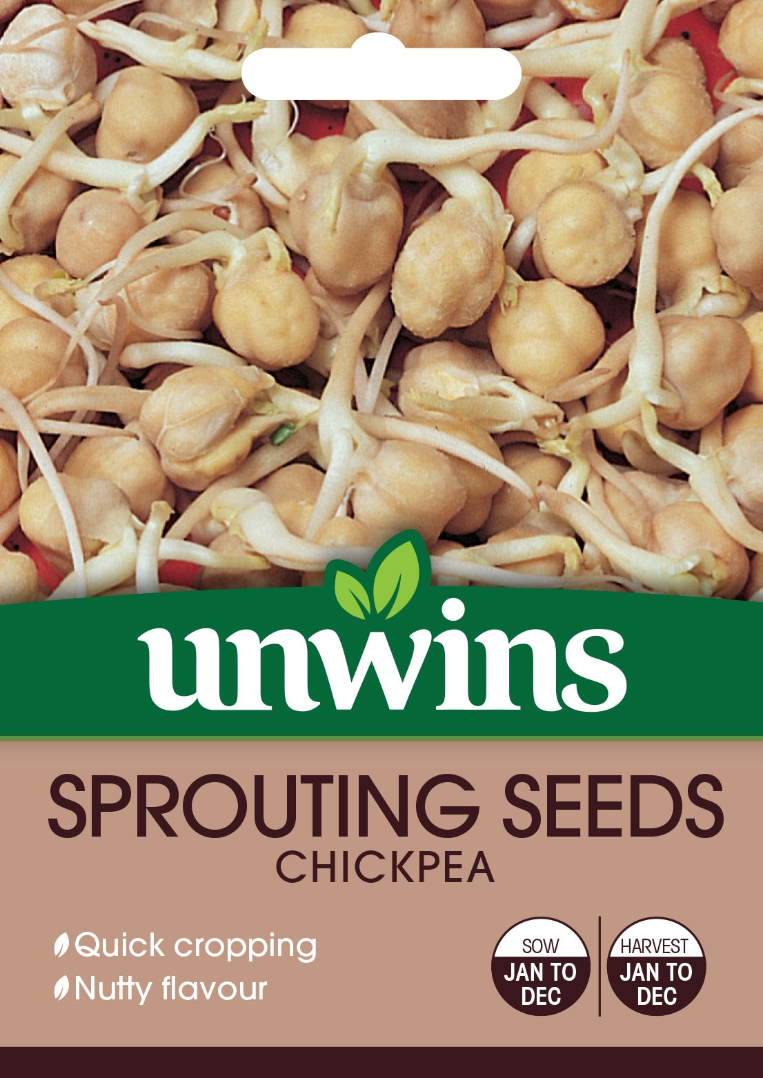 Sprouting Seeds Chickpea