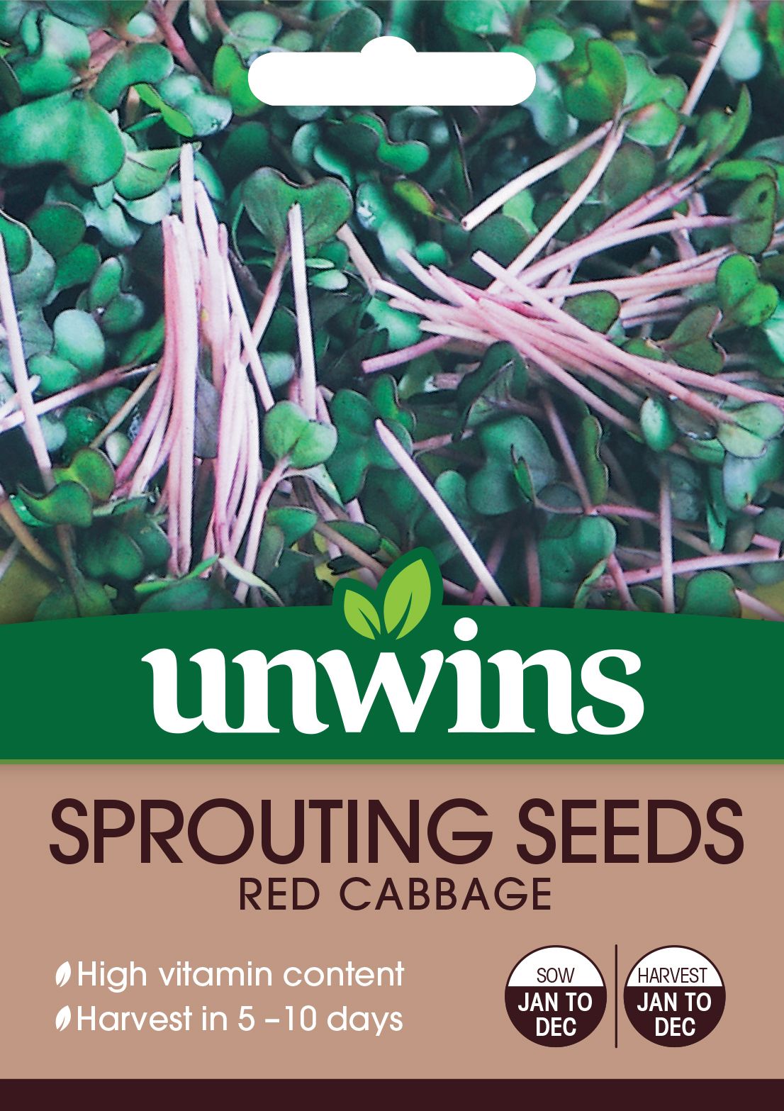 Sprouting Seeds Red Cabbage